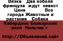  Вязка ! Два кобеля француза ,ждут  невест.. › Цена ­ 11 000 - Все города Животные и растения » Собаки   . Кабардино-Балкарская респ.,Нальчик г.